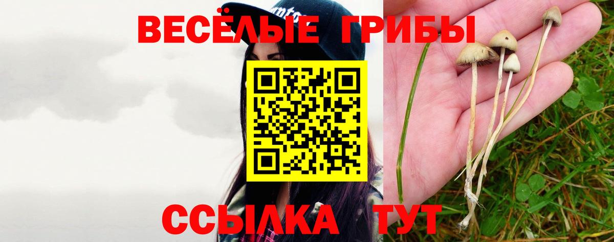 Ачхой-Мартан  Галлюциногенные грибы Cubensis  Вход с VPN 